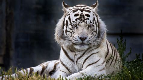 white tiger images hd|tiger image with white background.